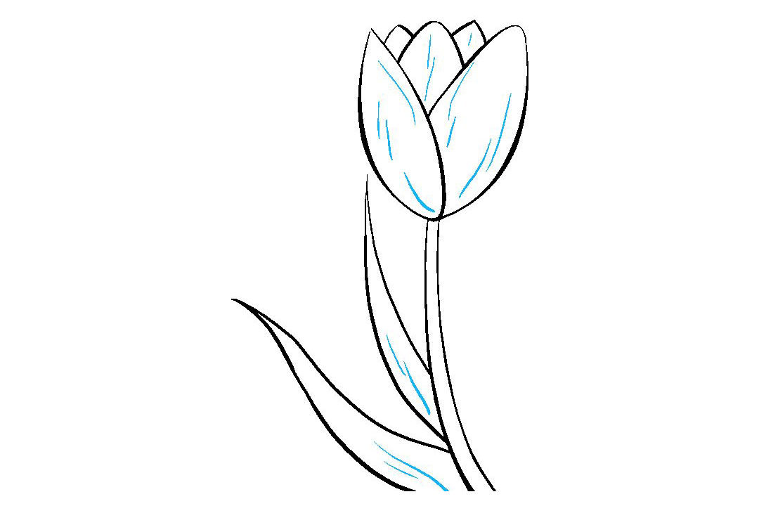 如何画郁金香简笔画