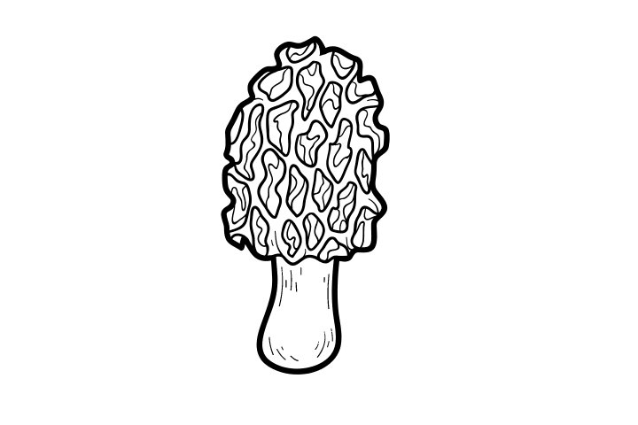 各种野生菌的画法