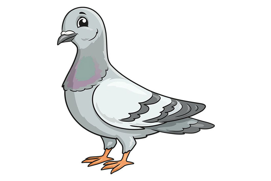 如何画鸽子