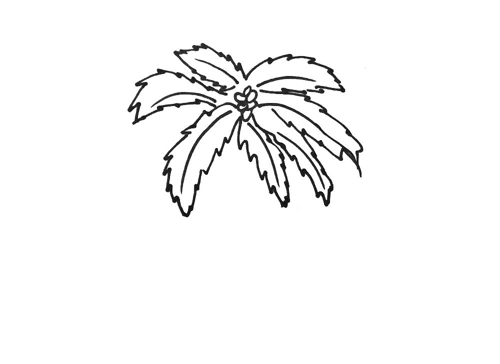 漂亮的盆栽植物简笔画