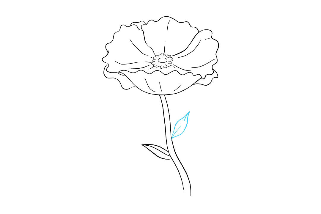罂粟花怎么画