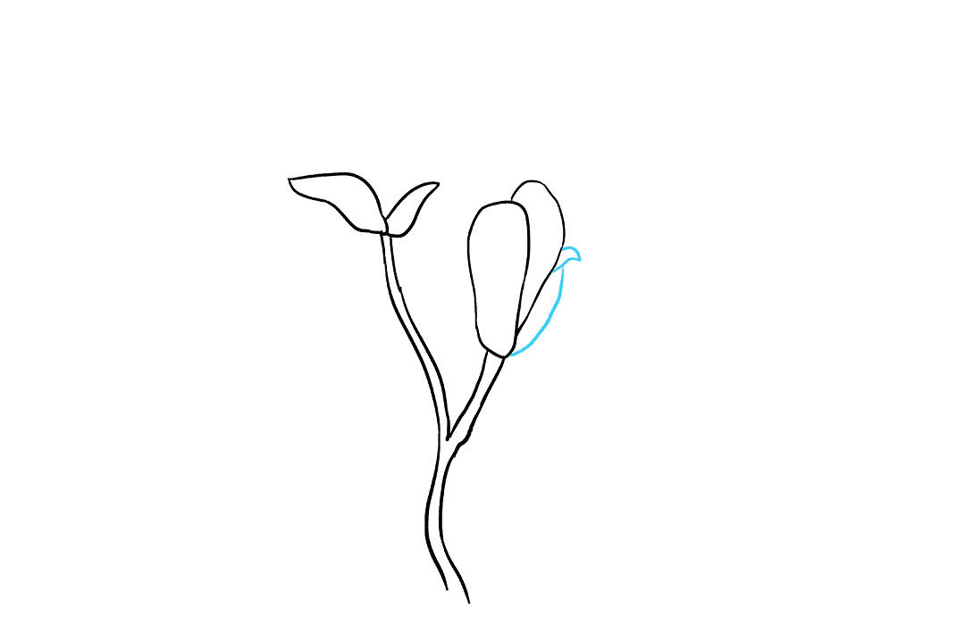木兰花的画法