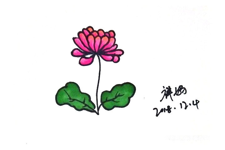 各种菊花简笔画图片