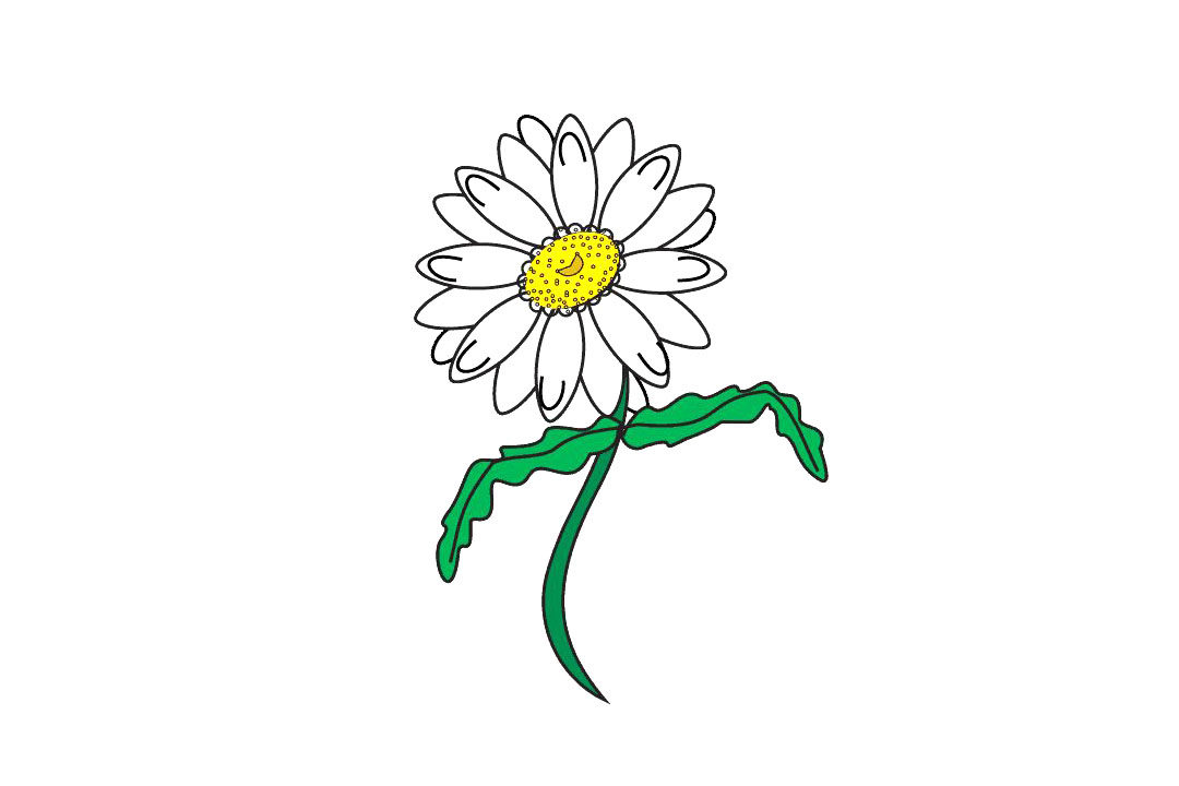 如何画雏菊花简笔画步骤