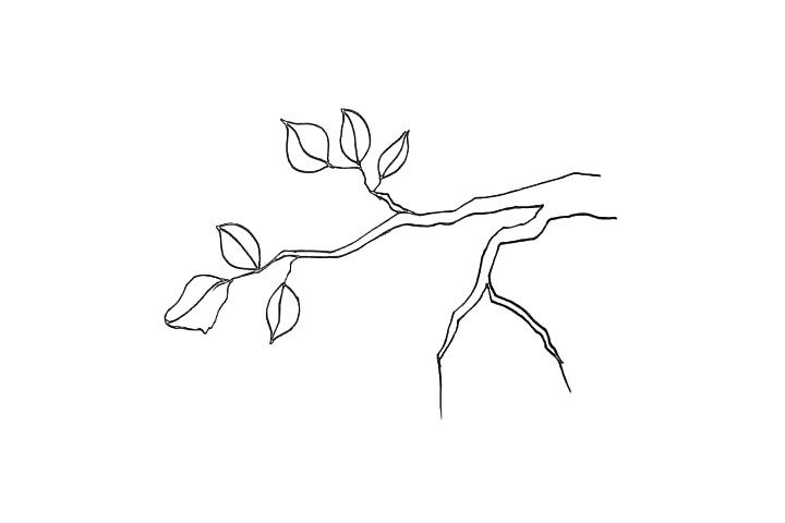 桃树简笔画画法步骤