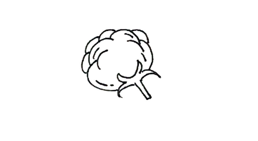 棉花简笔画画法步骤