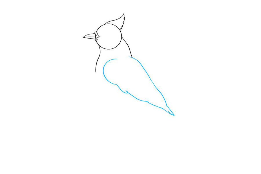 如何画蓝鸦