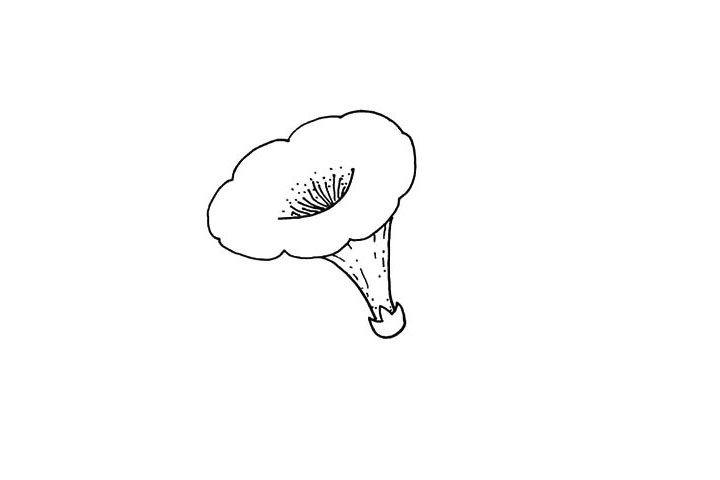 喇叭花简笔画教程