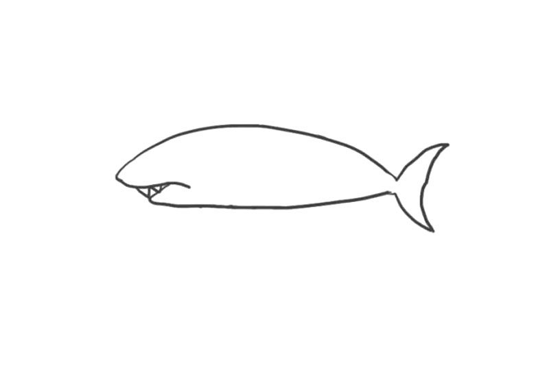 海洋生物鲨鱼简笔画画法步骤