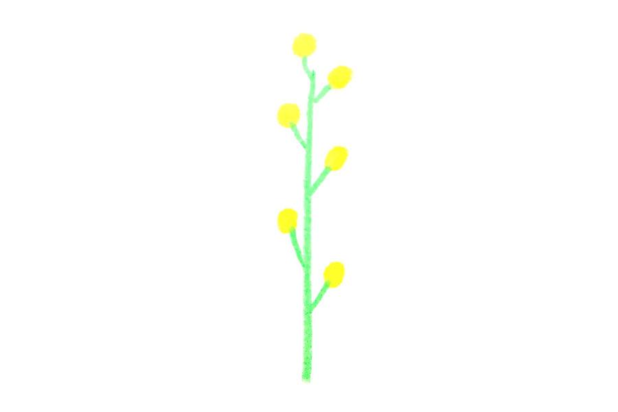 春天的花朵 油菜花的简单画法步骤