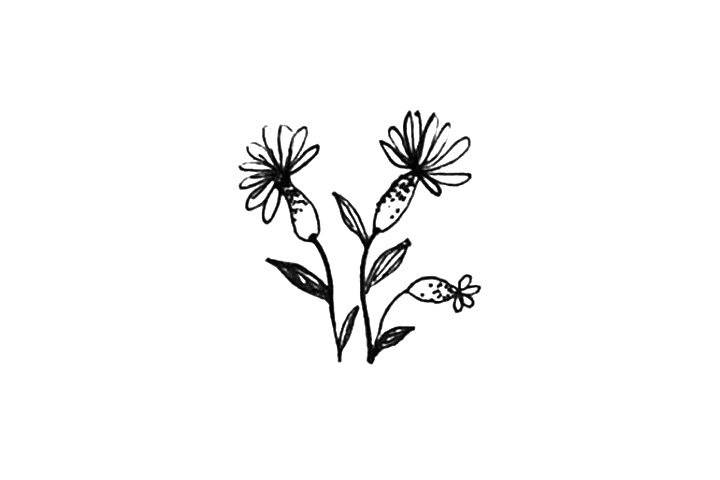 23种漂亮小花简笔画图片