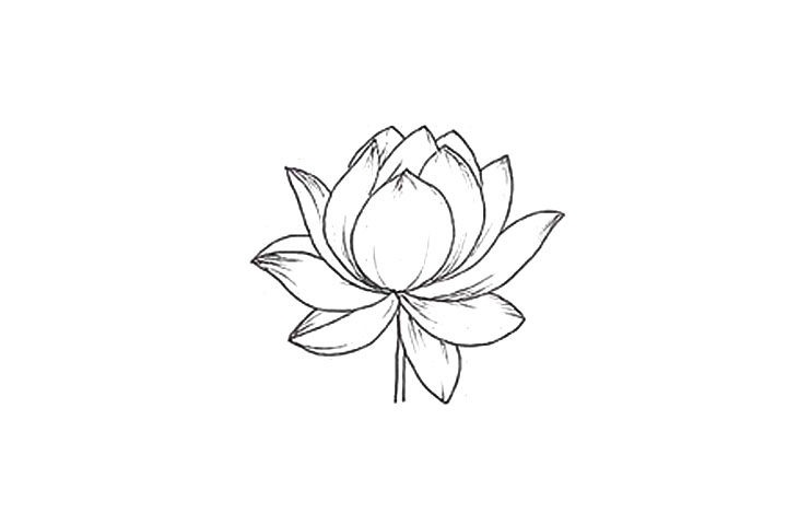 莲花花朵简笔画画法步骤