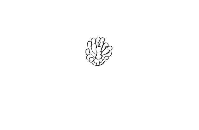 花朵简笔画画法步骤
