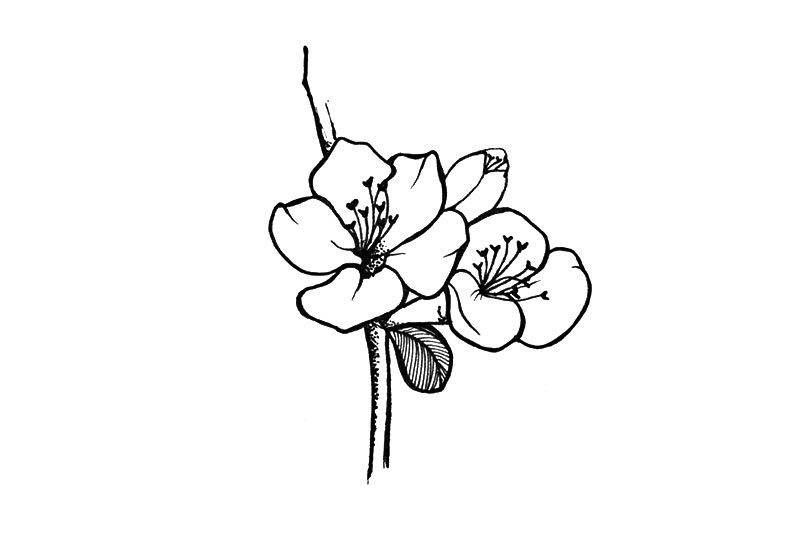 小花简笔画图片漂亮简单
