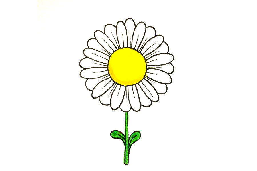 雏菊怎么画