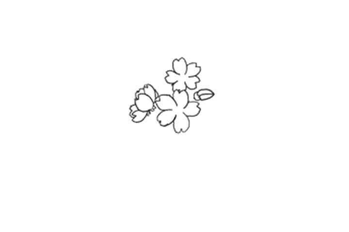 樱花的详细画法图解