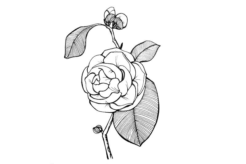 一组漂亮的小花简笔画图片
