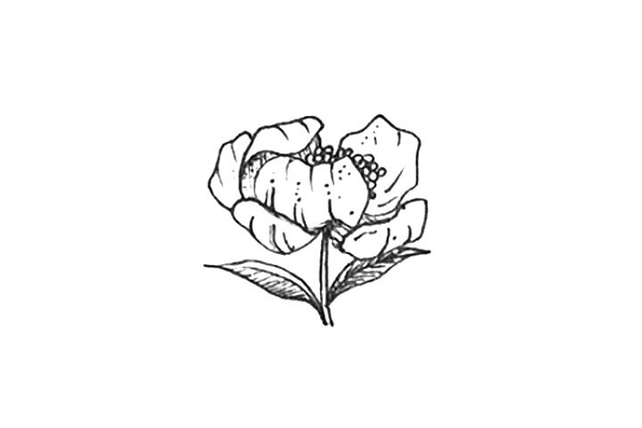 23种漂亮小花简笔画图片