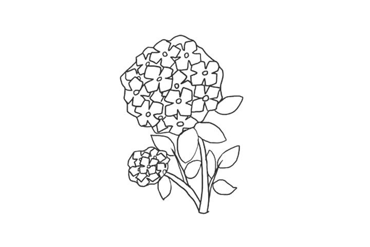 绣球花简笔画画法步骤