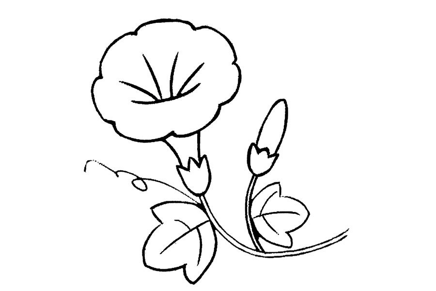 五彩缤纷的牵牛花怎么画