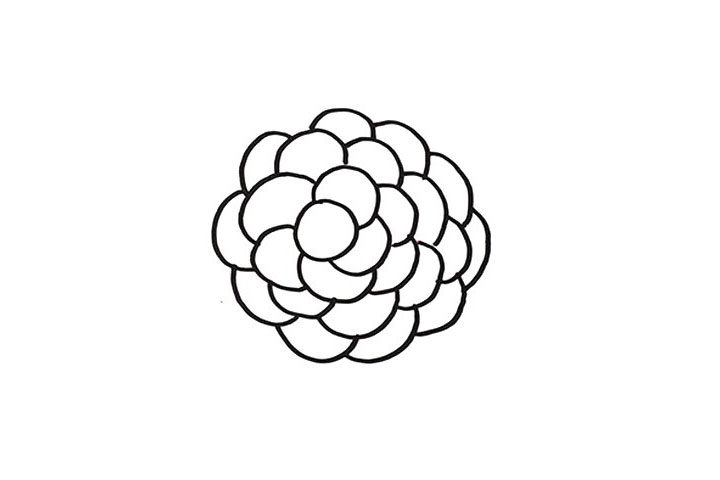 葡萄简笔画画法教程