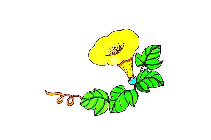 喇叭花简笔画教程