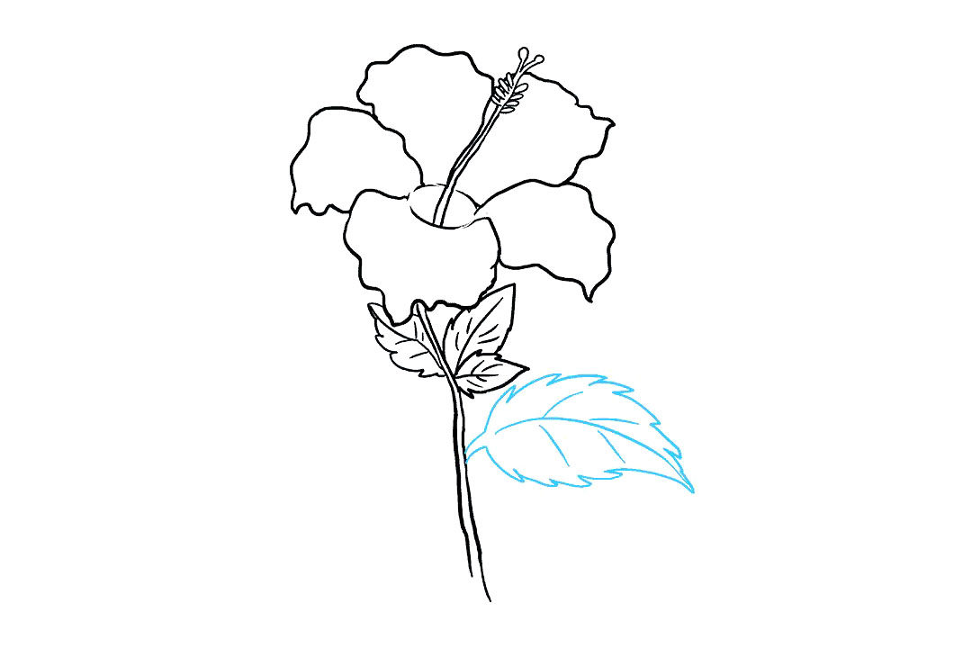 芙蓉花怎么画