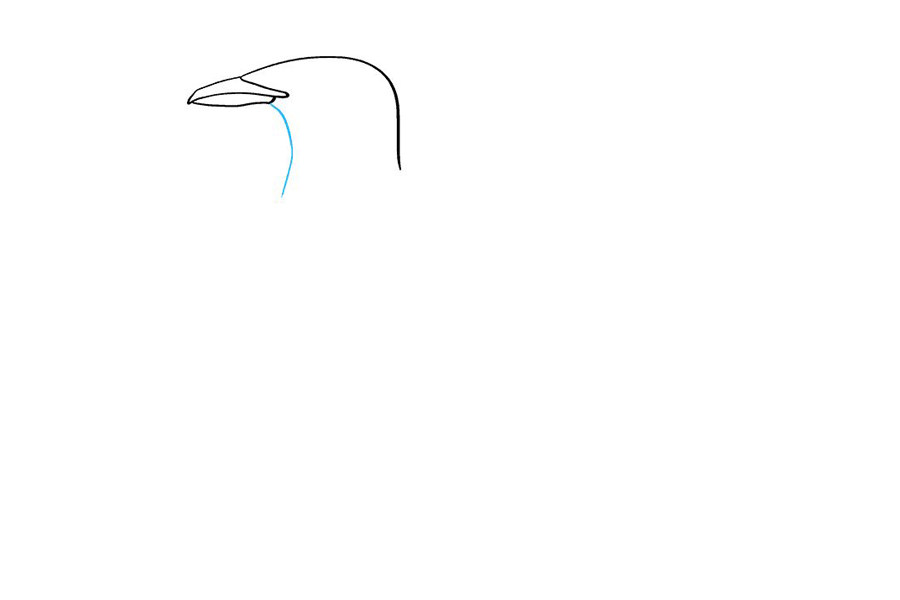 如何画海鸥