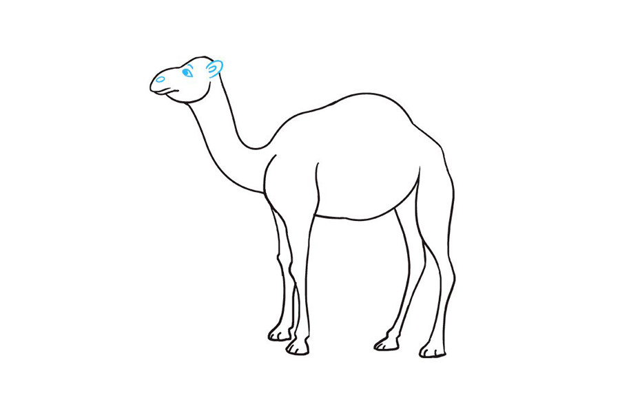 如何画骆驼