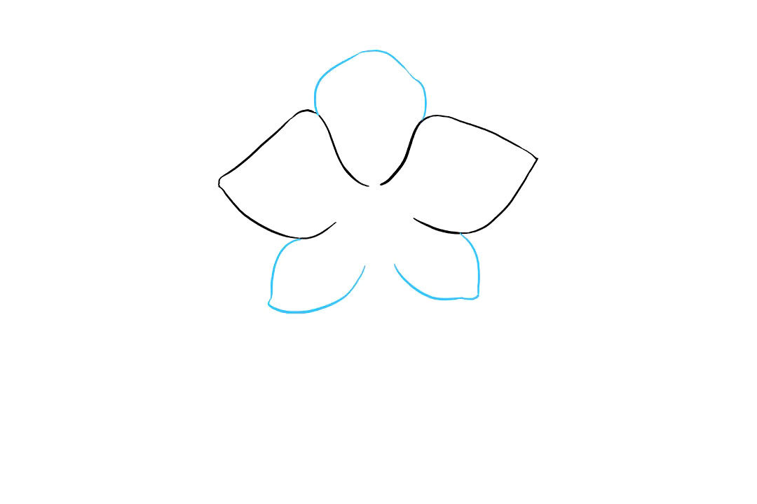 兰花的画法