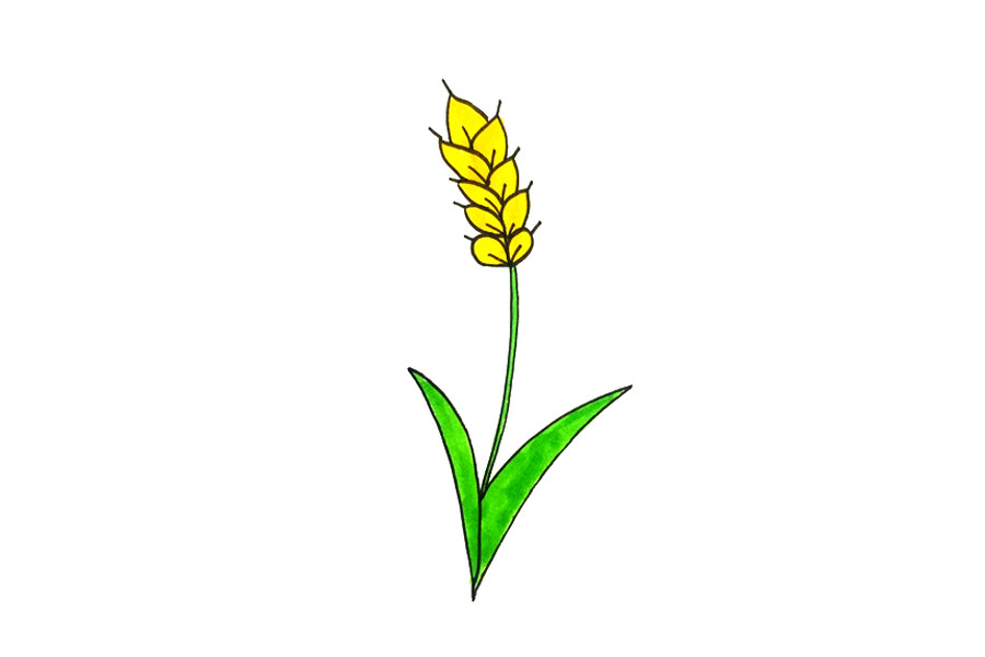 小麦怎么画