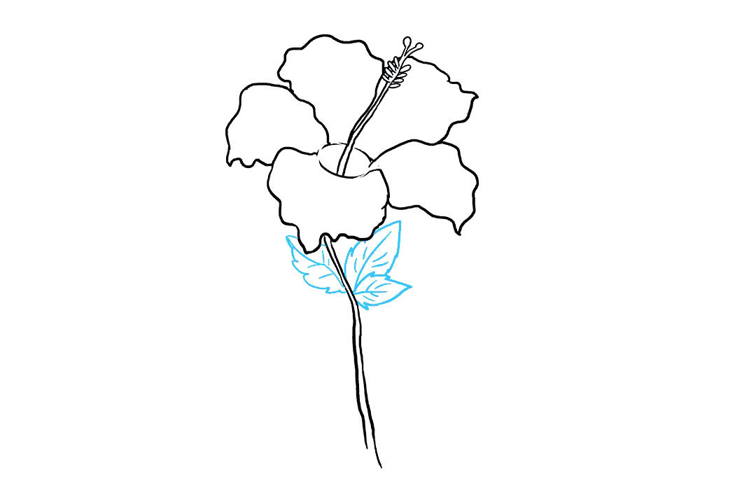 芙蓉花怎么画