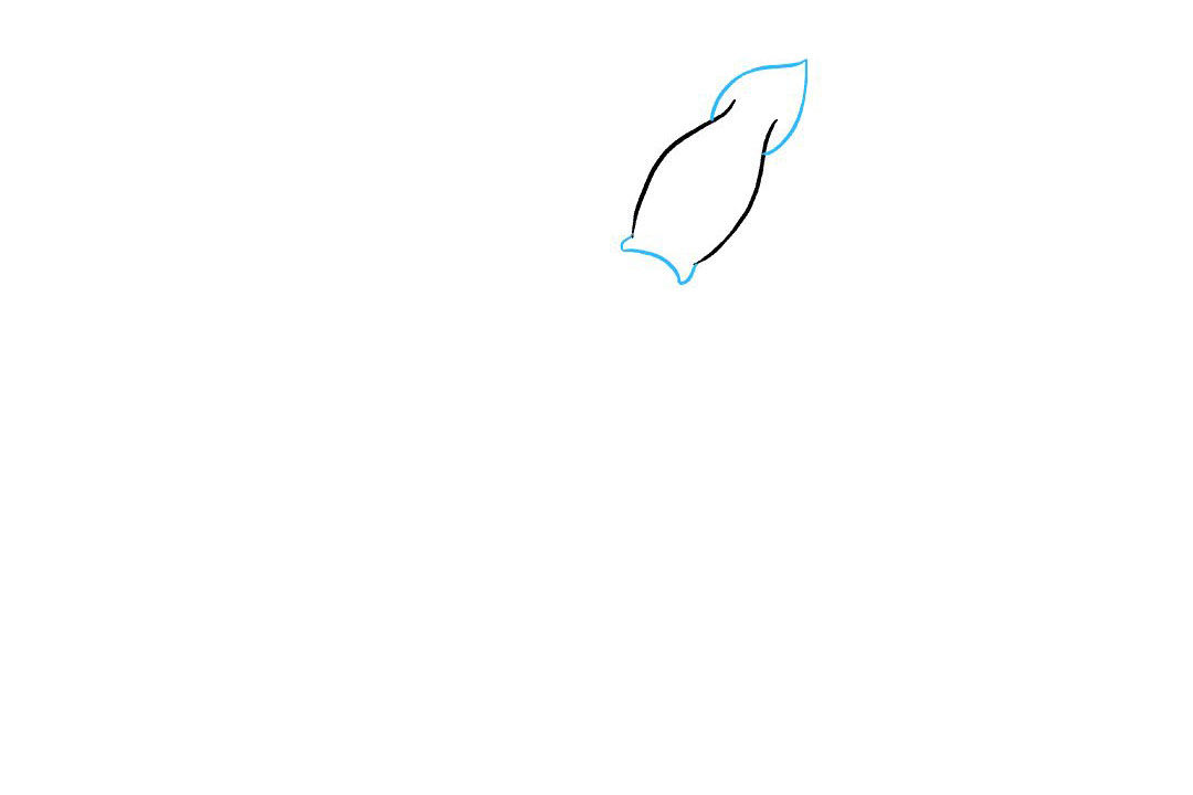 鱿鱼怎么画