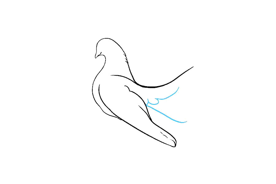 鸽子怎么画