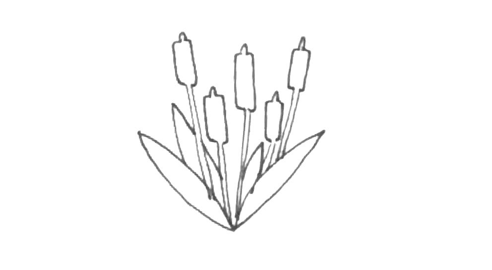 香蒲简笔画画法教程