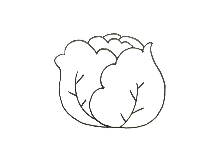 怎么画卷心菜