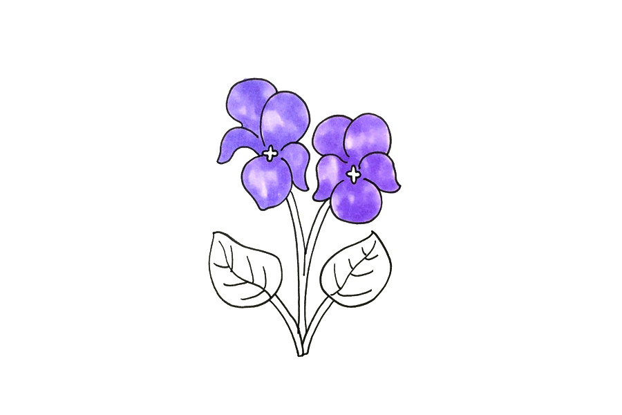 紫罗兰怎么画