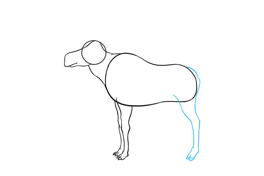 如何画驼鹿