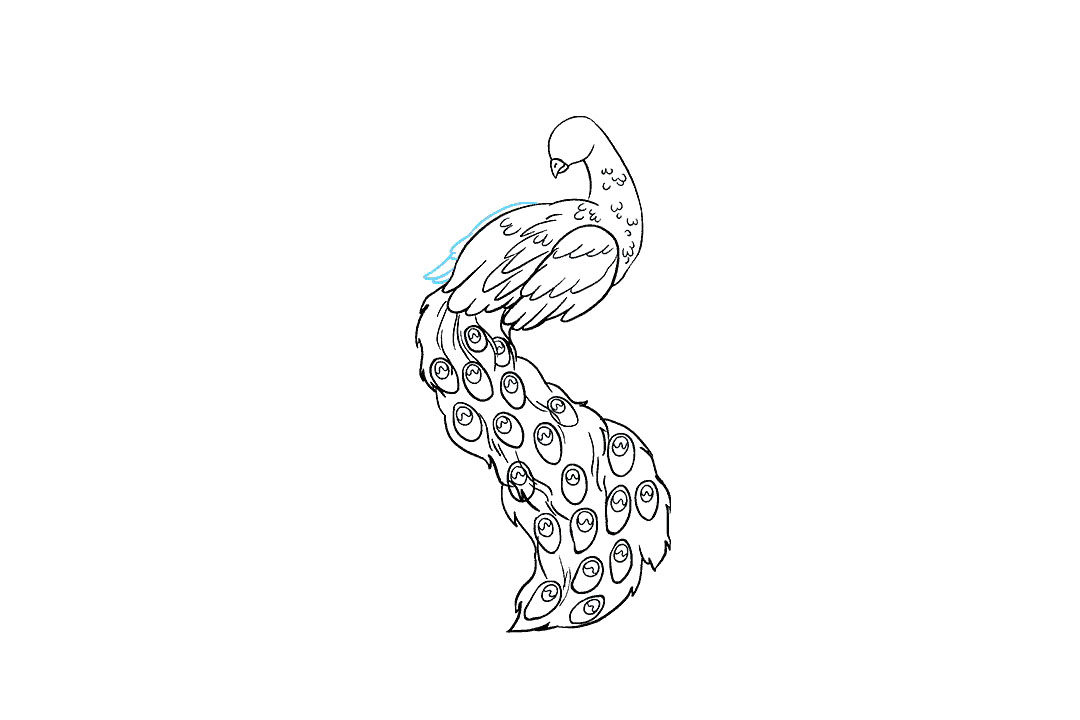 孔雀怎么画