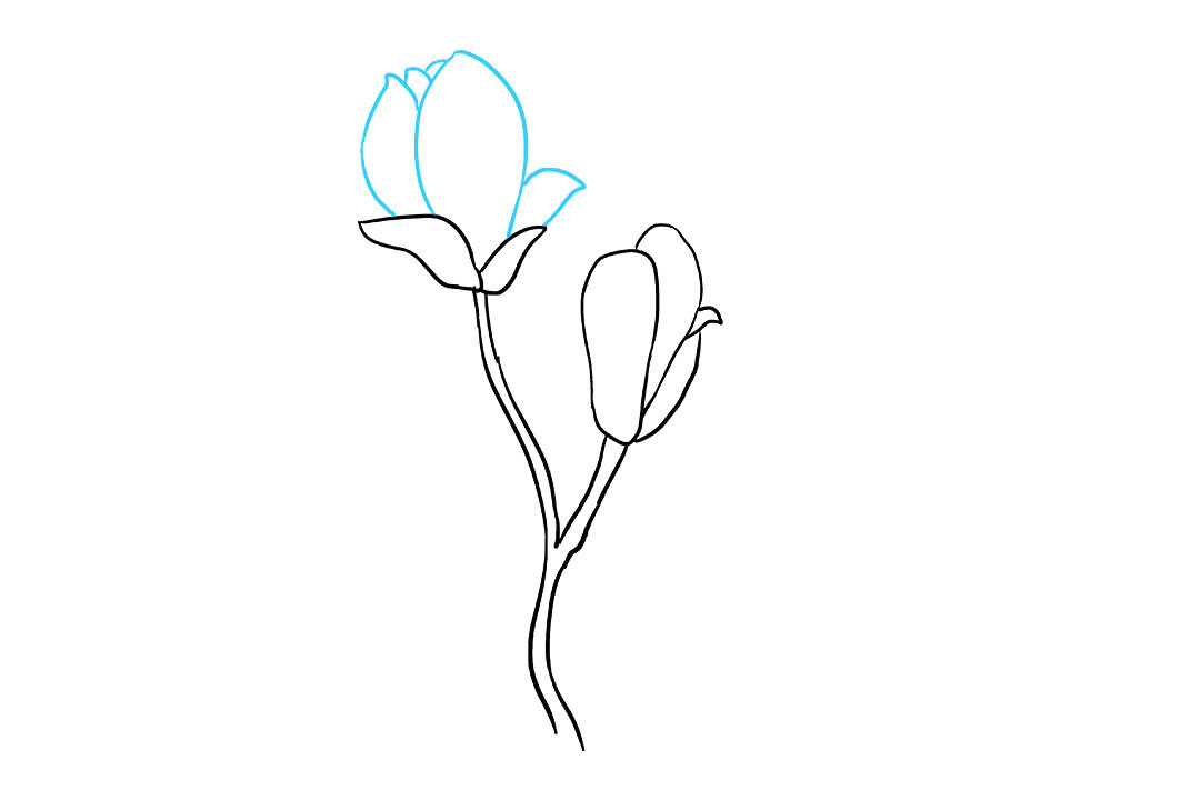木兰花的画法