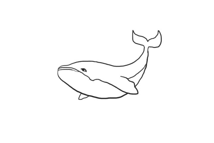 海洋生物鲸鱼简笔画画法步骤