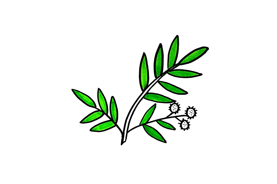 含羞草怎么画