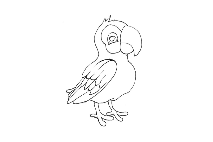 动物简笔画大全 鹦鹉简笔画怎么画