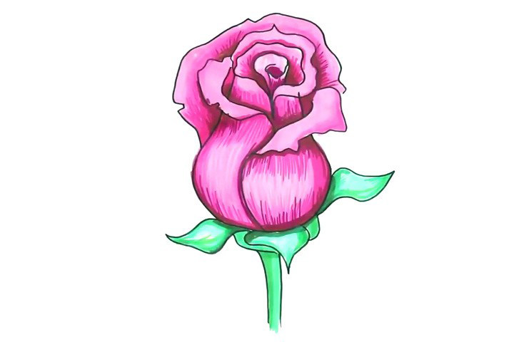 粉玫瑰简笔画画法步骤