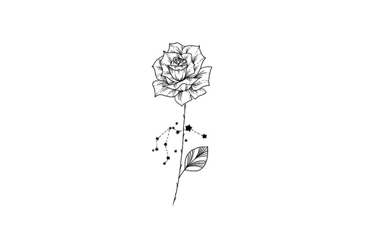 鲜花简笔画之十二星座与鲜花
