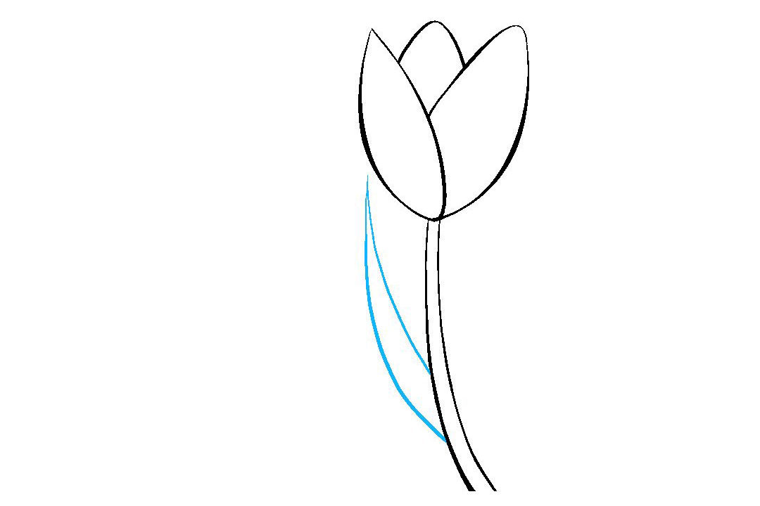 如何画郁金香简笔画