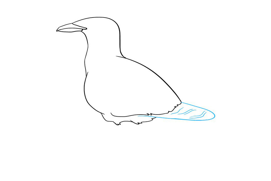 如何画海鸥