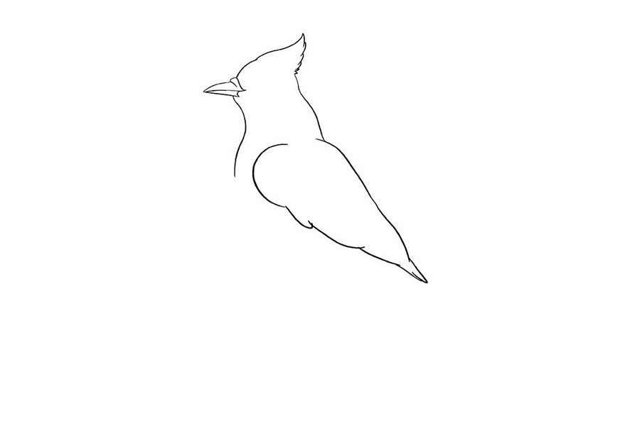 如何画蓝鸦