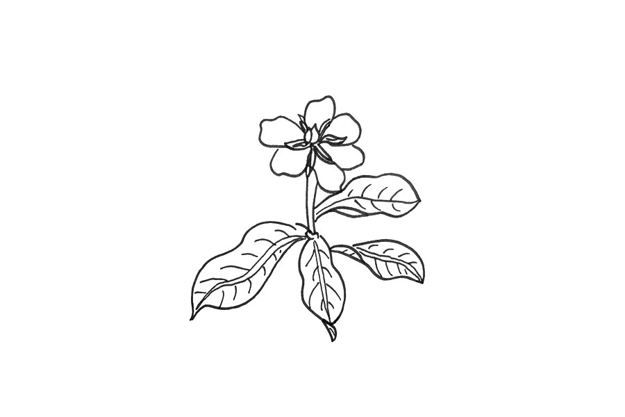 栀子花怎么画