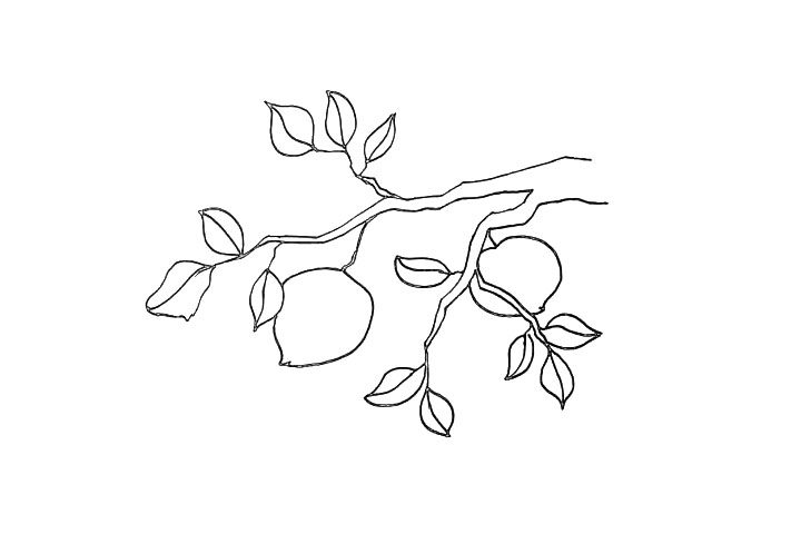 桃树简笔画画法步骤